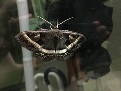 Metopta rectifasciata