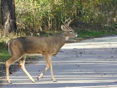 Odocoileus virginianus