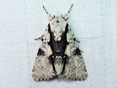 Acronicta funeralis