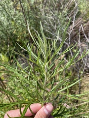 Artemisia palmeri