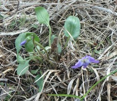 Viola fimbriatula