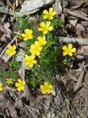 Oxalis colorea