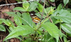 Heliconius ethilla