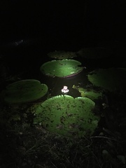 Victoria amazonica