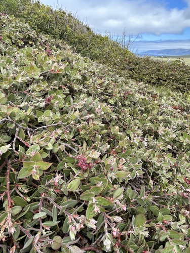 Arctostaphylos cruzensis, photograph 2