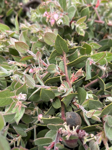 Arctostaphylos cruzensis, photograph 3