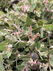 Arctostaphylos cruzensis, photograph author not stated, no rights reserved