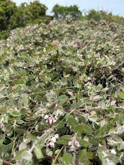 Arctostaphylos cruzensis, photograph author not stated, no rights reserved
