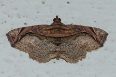 Eugnathia pulcherrima