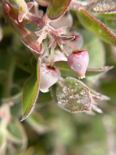 Arctostaphylos cruzensis, photograph 5