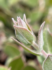 Arctostaphylos cruzensis, photograph author not stated, no rights reserved