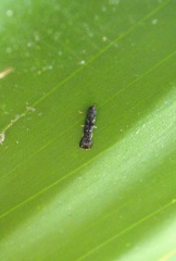 Microcolona