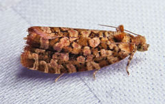 Olethreutes monetiferanum