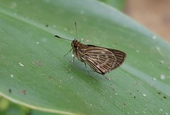 Callimormus interpunctata