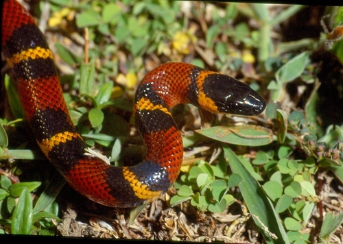 Central American Milksnake
