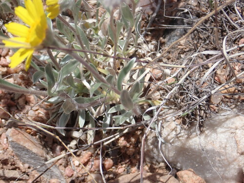 Image of Tetraneuris argentea by no rights reserved