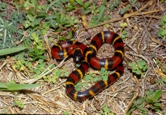 Lampropeltis abnorma
