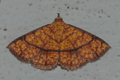 Raparna transversa