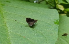 Callimormus interpunctata