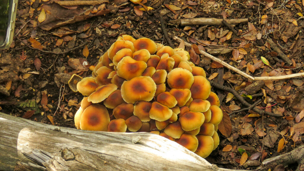 Hypholoma frowardii · May 2023 · photo: © ariadnat (iNaturalist, cc-by)
