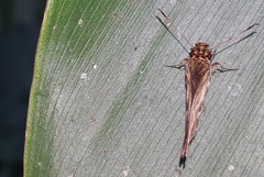 Callimormus interpunctata