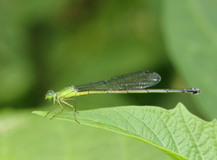 Ceriagrion fallax