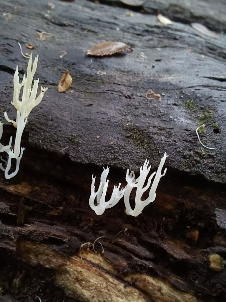 Artomyces adrienneae · May 2023 · photo: © ariadnat (iNaturalist, cc-by)