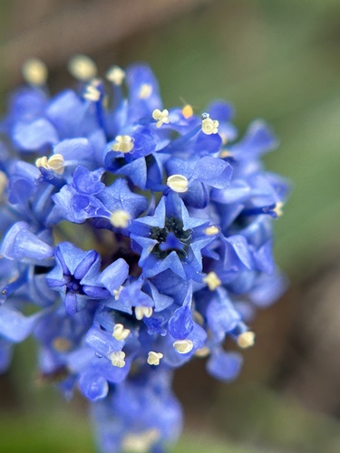 Hearst's Ceanothus (Ceanothus hearstiorum)