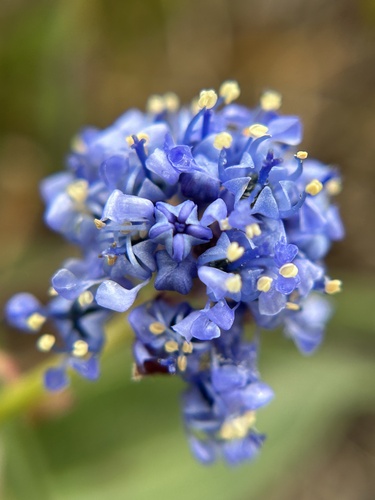Ceanothus hearstiorum, photograph 2