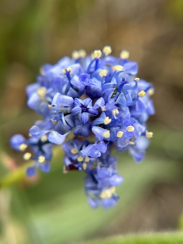 Ceanothus hearstiorum, photograph 3