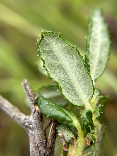 Ceanothus hearstiorum, photograph 4