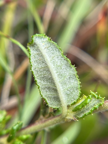Ceanothus hearstiorum, photograph 5