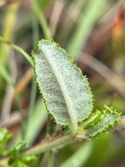 author not stated, no rights reserved Ceanothus hearstiorum, photograph author not stated, no rights reserved