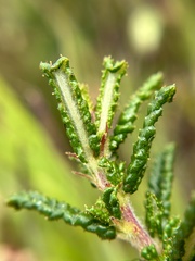 Ceanothus hearstiorum, photograph author not stated, no rights reserved