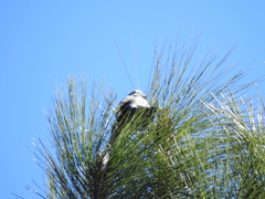 Aphelocoma woodhouseii