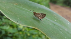 Callimormus interpunctata