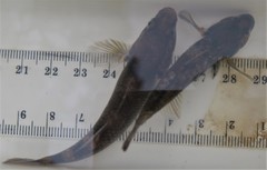 Gobiomorphus gobioides