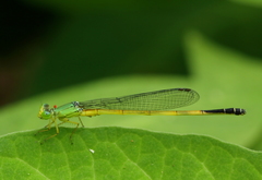 Ceriagrion fallax