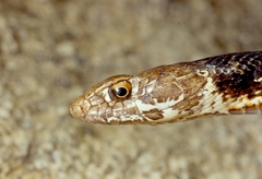 Masticophis fuliginosus