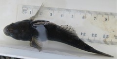 Gobiomorphus cotidianus