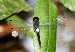 Orchithemis pruinans