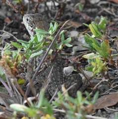 Leiocephalus carinatus