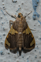 Rehimena