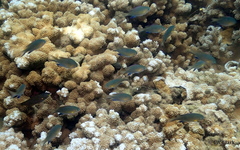 Pycnochromis vanderbilti