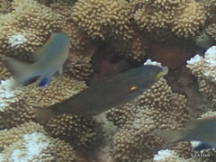 Stethojulis balteata