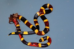 Micrurus tener tener