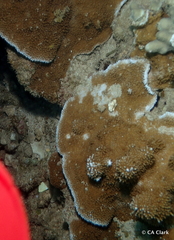 Montipora capitata