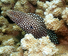 Montipora capitata