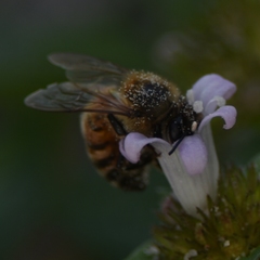 Apis mellifera