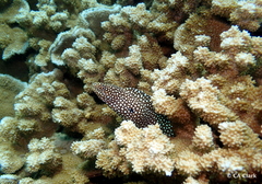 Montipora capitata